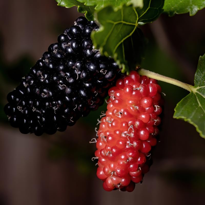 Dwarf Mulberry Plant Live for Planting 6 to 10 Inch Tall, in 3.5" Pot, Everbearing Mulberry Trees, Sweet Mulberry Fruit Plants Home Garden