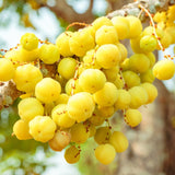 Star Gooseberry Plant Live, 8-12 Inch Tall Fruit Tree in Gallon Pot, Well-Rooted for Planting Outdoor