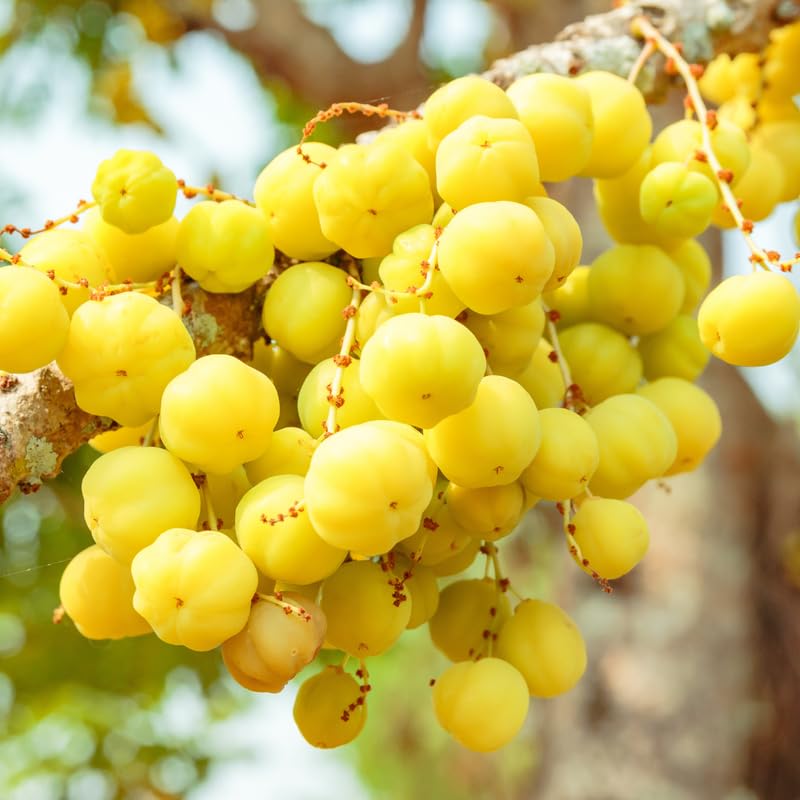 Star Gooseberry Plant Live, 8-12 Inch Tall Fruit Tree in Gallon Pot, Well-Rooted for Planting Outdoor