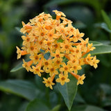 Orange Jasmine Plant Live, Fragrant Jasmine Flowering Vine Plant 4-9 Inch, Climbing Jasmines Well Rooted Houseplant Indoor Outdoor