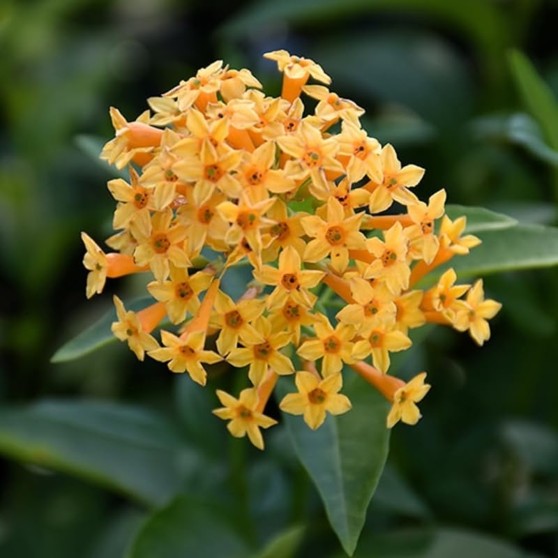 Orange Jasmine Plant Live, Fragrant Jasmine Flowering Vine Plant 4-9 Inch, Climbing Jasmines Well Rooted Houseplant Indoor Outdoor