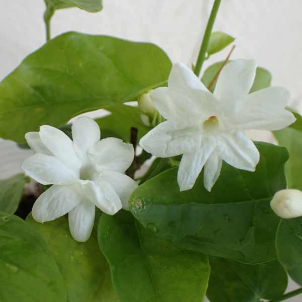 Arabian Jasmine Flower Plant Indoor, Maid of Orleans Jasmine Plant Live from 8 to 10 Inc, 4 Inc Pot