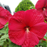Red Hibiscus Plant Live, Hardy Hibiscus Flowers for Outdoor Landscapes, 5-9 Inch Height, Ornamental Hibiscus Bush Shrub, Well-Rooted, No Pot