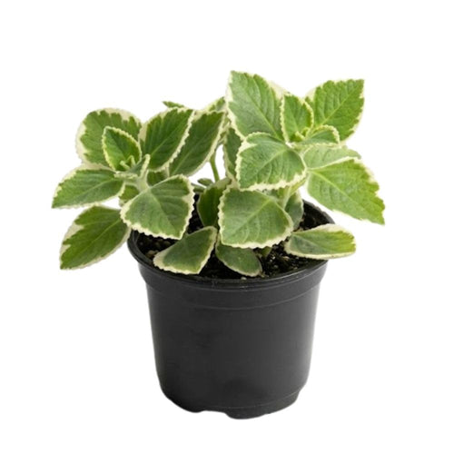 2 Variegated Cuban Oregano Live Plant Per Pot, 3-6 Inches Tall, Herb Oregano Plant Live, Fragrant Perennial Herb for Gardening, Indoor Outdoor Herb Plant