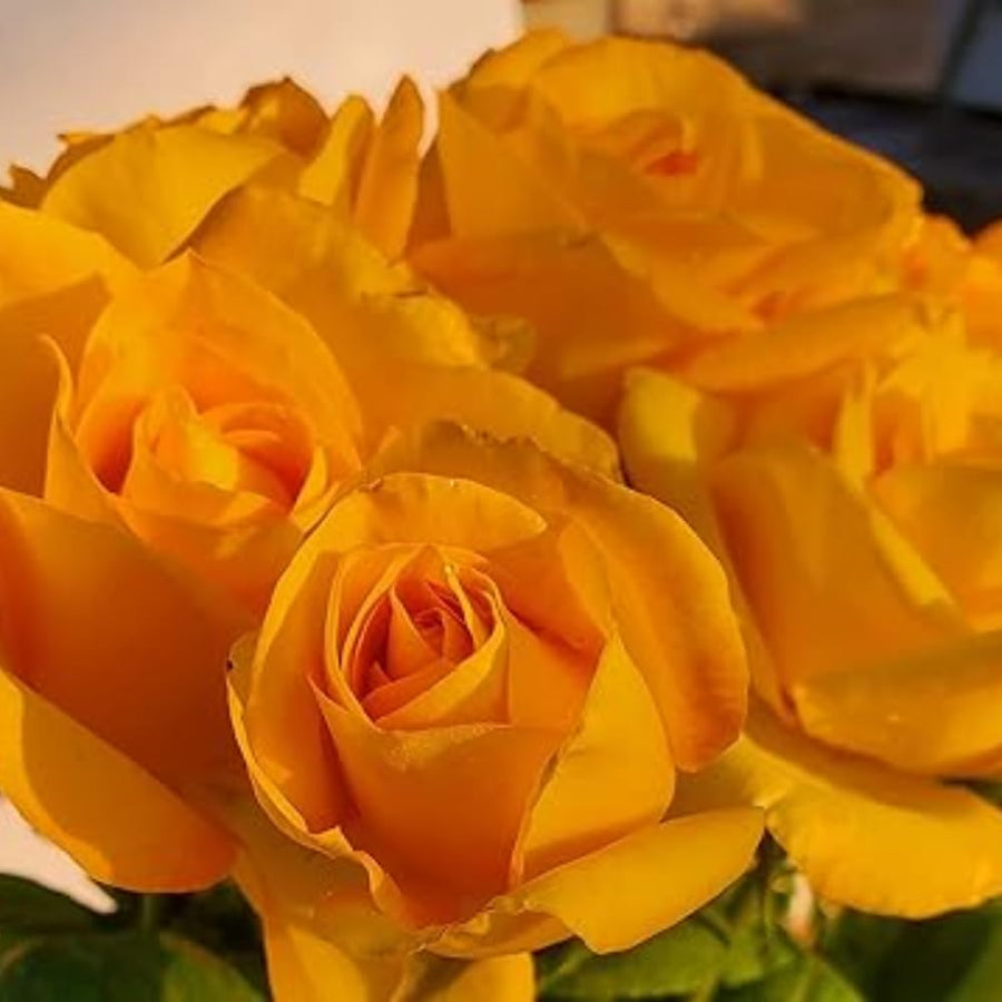 Rare Rose Bush Live Plant - Rose Plant Live to Grow - Bareroot 5-10 Inch Tall - Fragrant Rose Flowers Shrub - No Pot (Gold Rose)