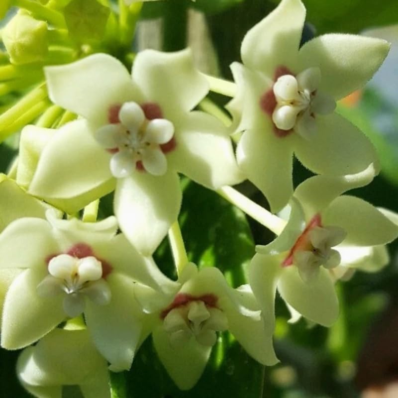 Hoya Live Plant, Vine Hoya Flower Plants, 4-6 Inch for Planting