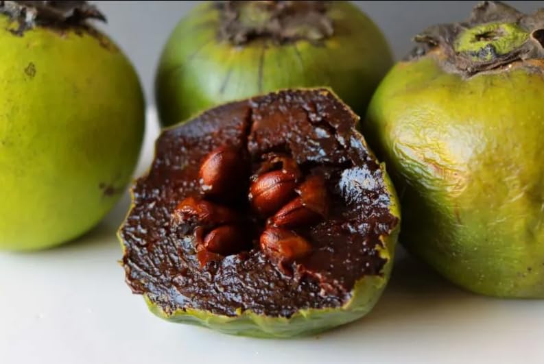 Live Black Sapote Tree 3 Feet Tall, Air-Layered Chocolate Sapote Fruit Tree, Sweet, Cold Hardy, Container and Garden Growing