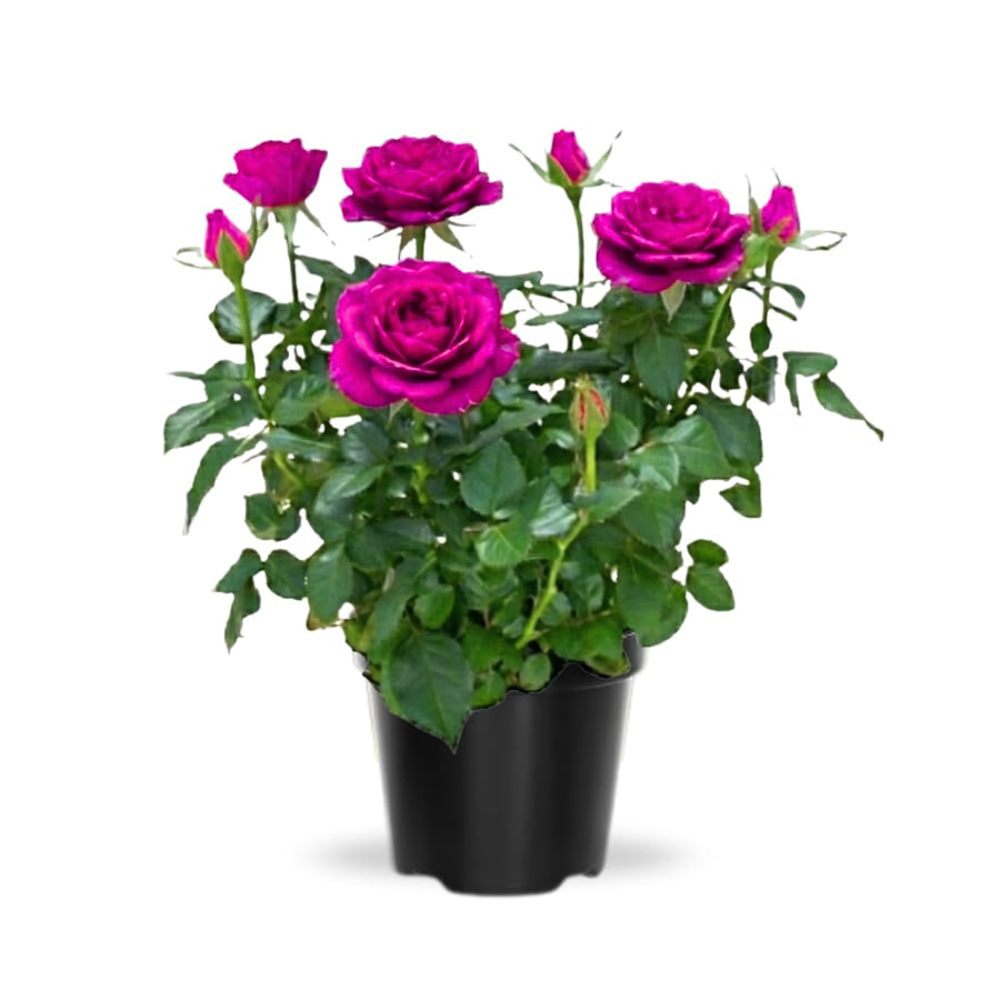 TANKDA Mini Rose Bush, Miniature Rose Flowers in 3'' Pot, Compact Flowering Rose for Indoor Outdoor Gardens and Containers (Pink Roses)