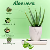 Aloe Vera Live Plant, Large Aloe Succulent Plant Live, 4 Inches Pot for Indoor Outdoor Houseplant