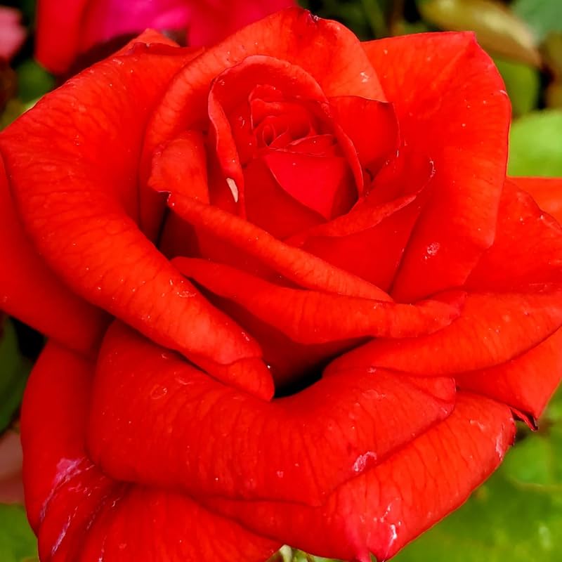 Climbing Bush Roses for Garden, Fragrant and Hardy Rose Plants for Outdoor Planting, No Pot, 3 to 7 Inc Tall Starter Plant Well-Rooted, Bright Red Blooms