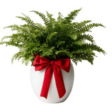 5 Rare Fern Rhizomes Live Plants for Planting, Ferns Live Plants Outdoors Indoors Full Shade, Bare Roots, Fast-Growing