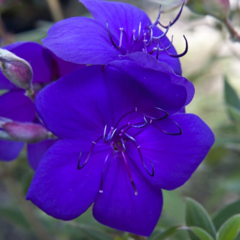Lot 4 Blue Tibouchina Plants Live for Planting 5 to 8 Inch Tall, Fragrant Tibouchina Bush Live Plants