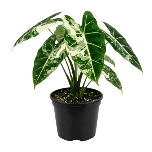 Alocasia Live Plant, Variegated Alocasia Plant, 5 to 7 Inches Tall, Rare and Hardy Houseplant for Home and Office Decoration