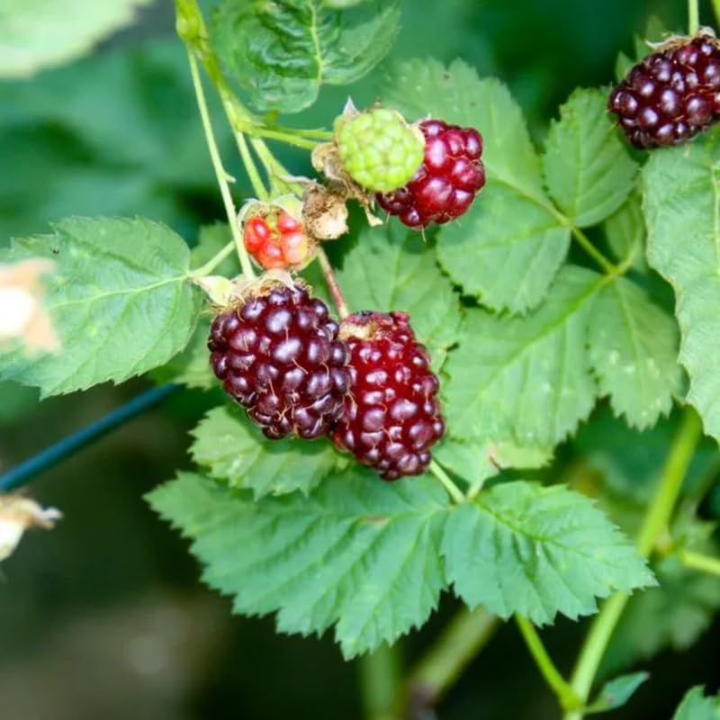 Pack 2 Boysenberry Plants Live, Size 5-9 Inch Tall, Boysenberry Fruit Trees Live Plants, Boysenberry Seedlings