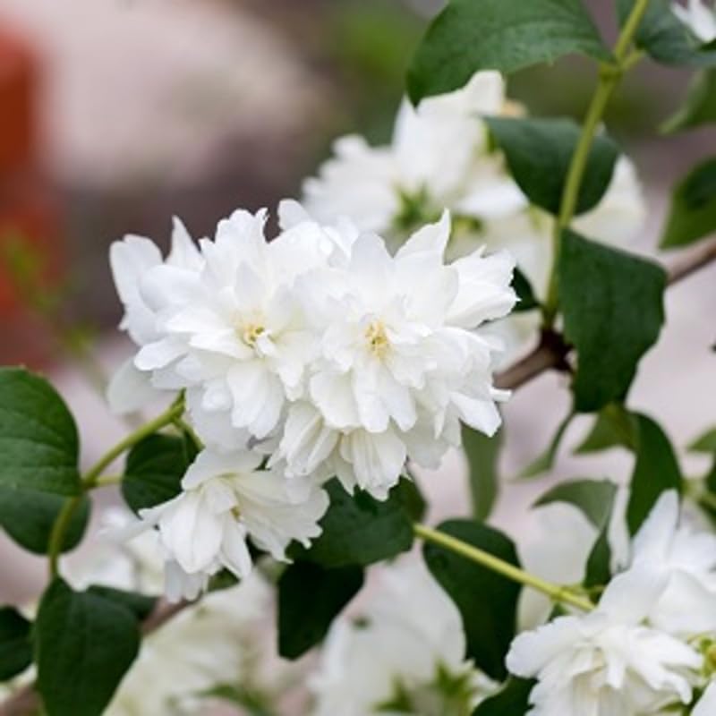 White Mock Orange Trees Live Plants Bush Climbing, Fragrant Philadelphus in Half Gallon Pot, 6 to 12 Inc Tall, No CA