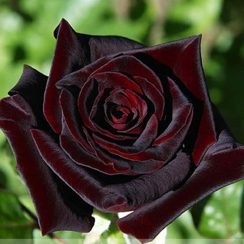 Well-Rooted Rose Live Plant, Climbing Roses Live Plant, Fragrant Climber Plant for Planting, No Leaf, Trim Back, 5-9" in Tall, Bare Root (Black Velvet)