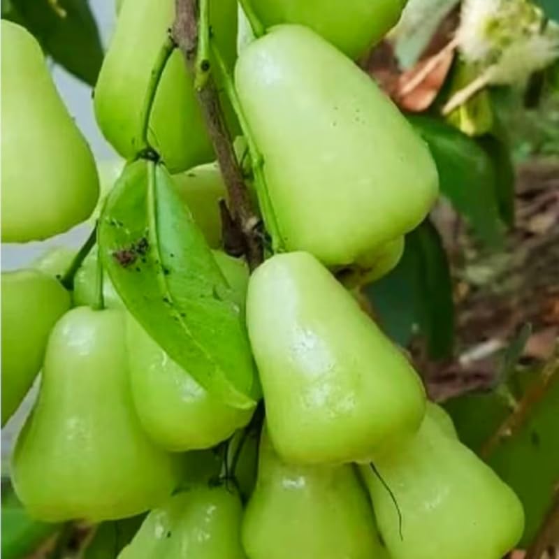Green Wax Apple Tree Live, Apple Fruit Tree 2–3 Feet Tall, Tropical Fruit Tree for Outdoor Planting