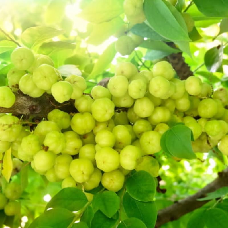 Star Gooseberry Tree in Gallon Pot, 8-12” Tall Edible Fruit Plant for Planting, Tart Tropical Fruit Tree