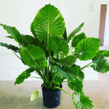 Alocasia Plant Live, Rare Elephant Ear Plant Indoor in 4 Inch Pot, Tropical Foliage, Compact Houseplant for Office, Room and Home Décor - Odora