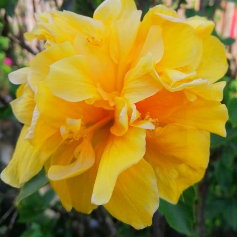 Hibiscus Live Plant, Hardy Hibiscus Flower Plant, Hibiscus Flowering Shrub 5-8 Inch Tall (Double Yellow Blooms)