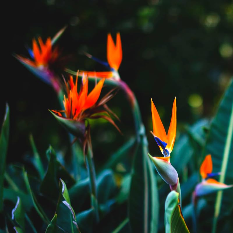 Set 2 Orange Bird of Paradise Plants Live, Strelitzia Reginae Live Plant, Established Roots, 5 Inc to 1 Feet Tall, No Pot