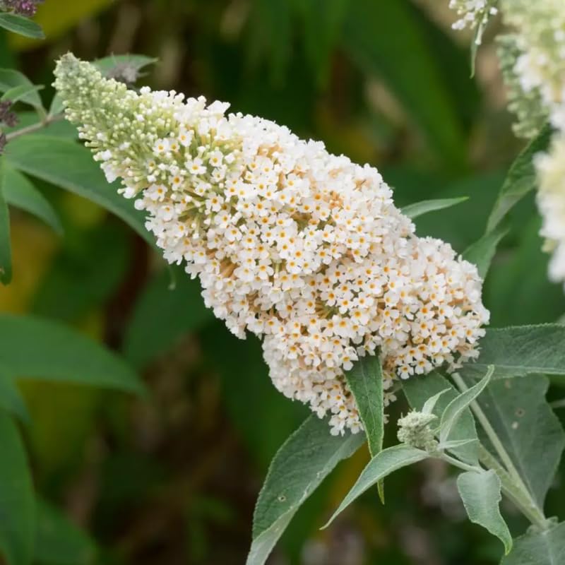 Butterfly Bush Plant for Planting, Size 5 to 7 Inch Tall Plant, Without Pot, Butterfly Bushes Plants (Dark Pink Flowers)