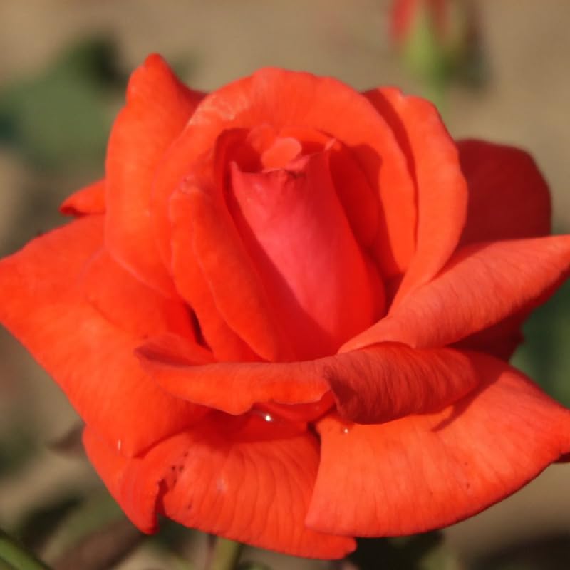 Climbing Bush Roses for Garden, Fragrant and Hardy Rose Plants for Outdoor Planting, No Pot, 3 to 7 Inc Tall Starter Plant Well-Rooted, Bright Red Blooms
