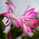 Pink Thanksgiving Cactus in 4" Pot for Spring Planting, Indoor Outdoor Home Decor