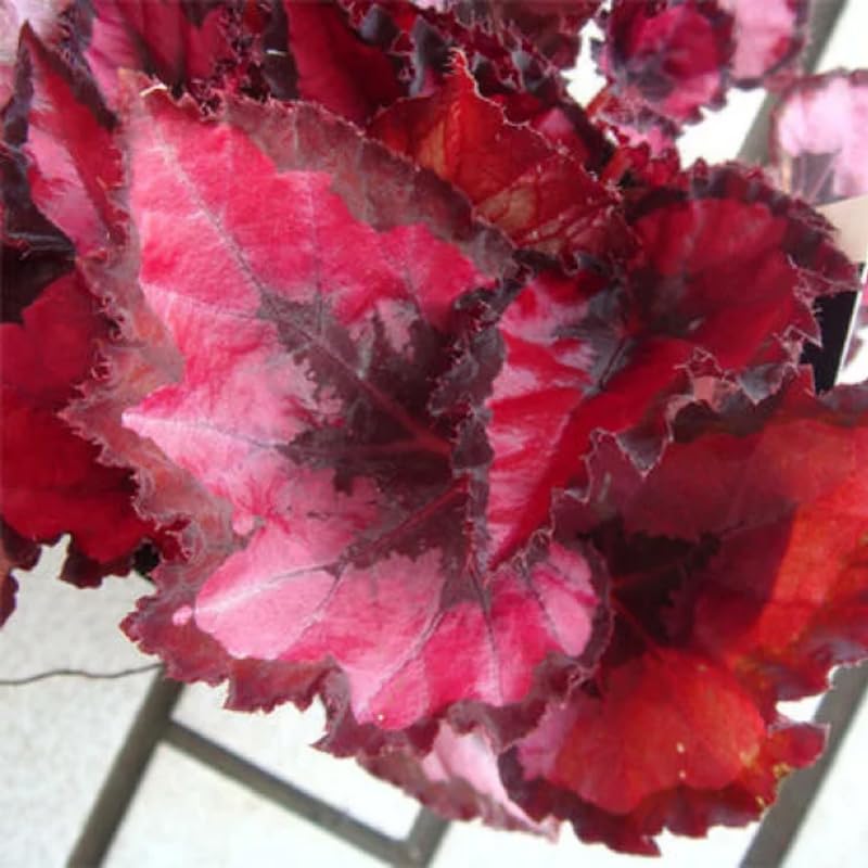 Set 3 Begonias Live Plants, Rare Red Begonia, No Pot, Starter 4 to 8 Inc Tall, Indoor Outdoor Houseplant