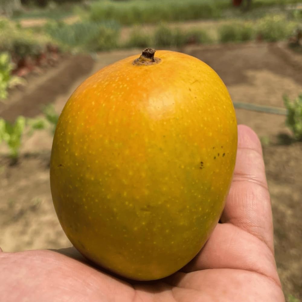 Sweet Mango Tree Live Plant, 2 Years Old Mango Tree Fullt Rooted, Tropical Fruit Tree for Containers and Garden Growing