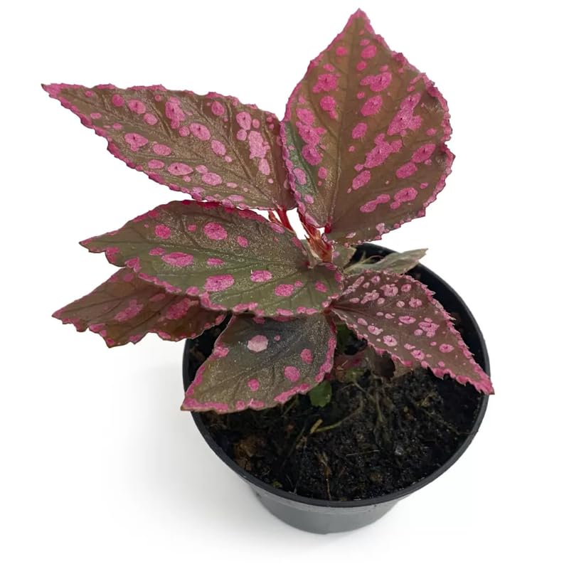 Combo 3 Polka Dot Pink Begonia Angel Wing Plants Live, Begonia Maculata Live Plant, Begonias Live Plants Outdoor, 4 to 8 Inc Tall