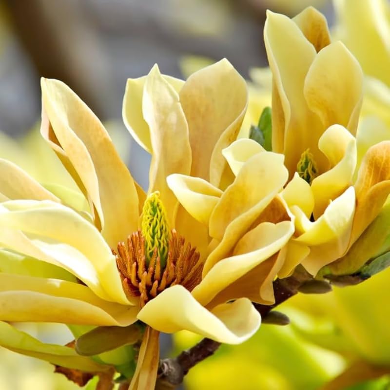 2 Magnolia Trees Live Plants, Fragrant Magnolia Plant Live for Planting Outdoor 6-12 Inch Height, in Pot, Beautiful Magnolia Flowers Tree (Yellow Bird Magnolia)