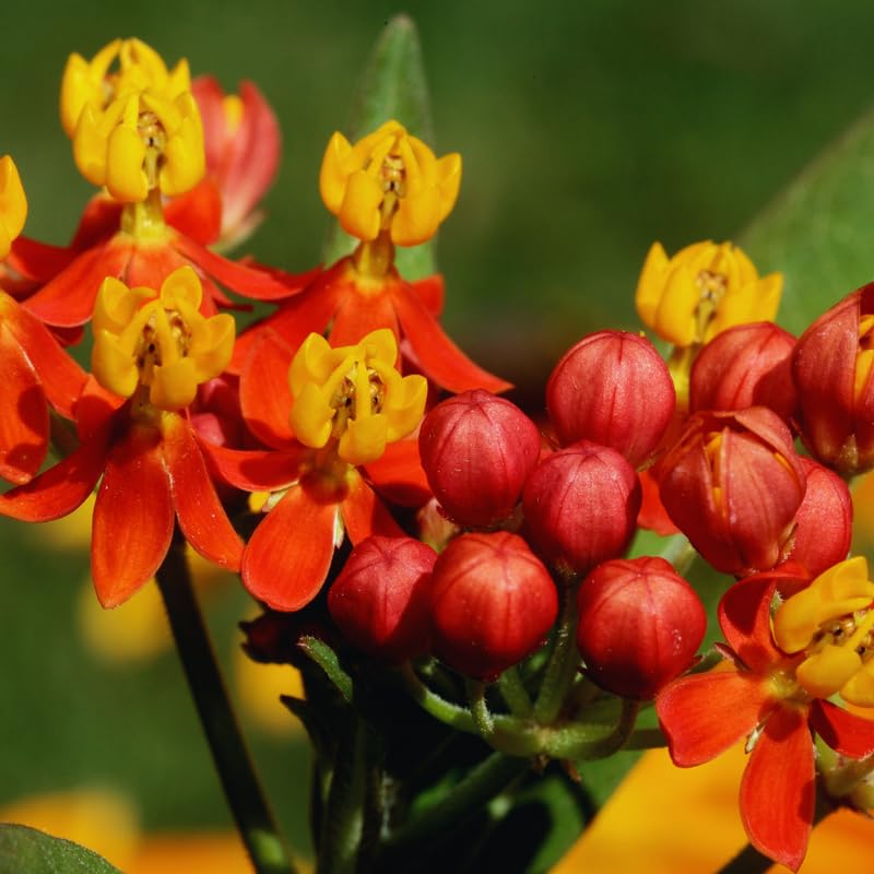 3 Live Milkweed Plants, Red Asclepias Tuberosa Plant, Butterfly Milkweed Plants Live for Growing Indoor Outdoor