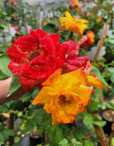 Orange Gold Rose Live Plant, Climbing Rose Plant Live, Climber Plant for Planting, No Leaf, Trim Back, Well Rooted, Bare Root