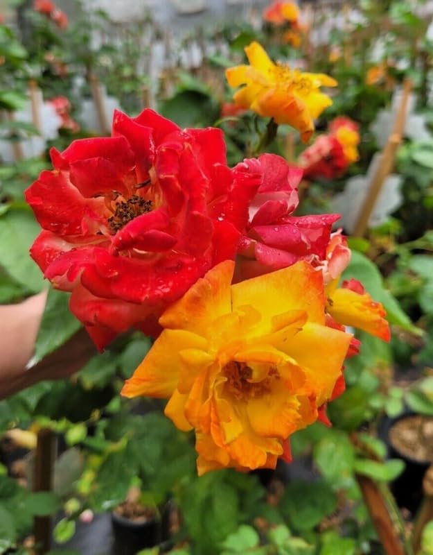 Orange Gold Rose Live Plant, Climbing Rose Plant Live, Climber Plant for Planting, No Leaf, Trim Back, Well Rooted, Bare Root