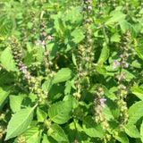 Set 6 Holy Basil Plants, 3-5 Inch Tall Herb Tusil Basil Plant, Live Perennial Herb Plant for Indoors, Outside Garden