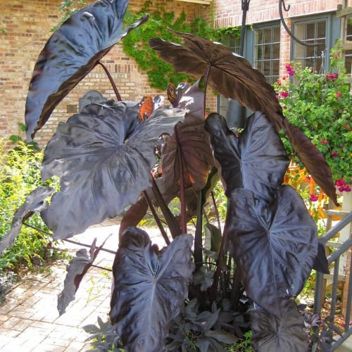 Black Colocasia Plants, 3-6" Elephant Ear Esculenta Taro Alocasia Live Plant for Outdoor Planting, Alocasia Plants Bare Root, No Pot, Live Colocasia Houseplant