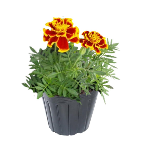 Marigold Live Plants for Outside, 2 Yellow Orange Marigold Plants Live, 4 to 6 Inc Tall Starter Plant Growing