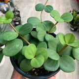 Hope Peperomia Live Plant in 4 Inch Pot, Peperomia Plant Live Potted, Easy-Care Houseplant, Vibrant Green Leaves for Indoor Gardens