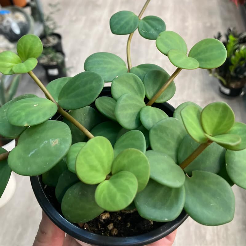 Hope Peperomia Live Plant in 4 Inch Pot, Peperomia Plant Live Potted, Easy-Care Houseplant, Vibrant Green Leaves for Indoor Gardens
