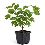 Pink Viburnum Live Plant, Hardy Viburnum Tree Plant, Pink Flower Gardening, 2.5 Inches Pot