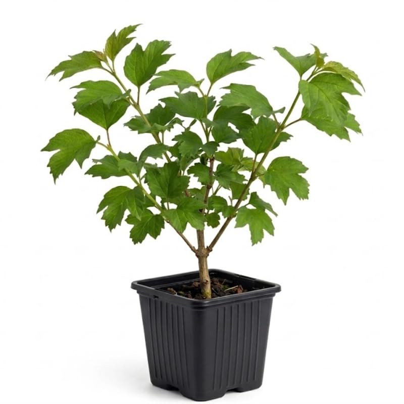 Pink Viburnum Live Plant, Hardy Viburnum Tree Plant, Pink Flower Gardening, 2.5 Inches Pot