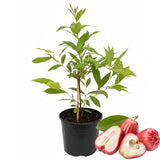 Red Wax Apple Tree Live, Apple Fruit Tree 2–3 Feet Tall, Tropical Fruit Tree for Outdoor Planting