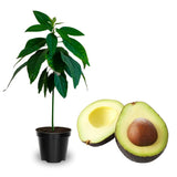 HASS Avocado Live Tree Plant, 15–20" Tall Plant, 1.5 Year Old Tree for Indoor and Outdoor Growing