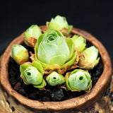 Mountain Rose Cactus Plant Live, Rare Rose Shaped Succulent in 2" Pot, Starter Indoor Houseplant for Home Décor
