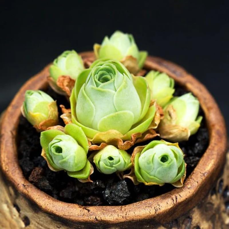 Mountain Rose Cactus Plant Live, Rare Rose Shaped Succulent in 2" Pot, Starter Indoor Houseplant for Home Décor