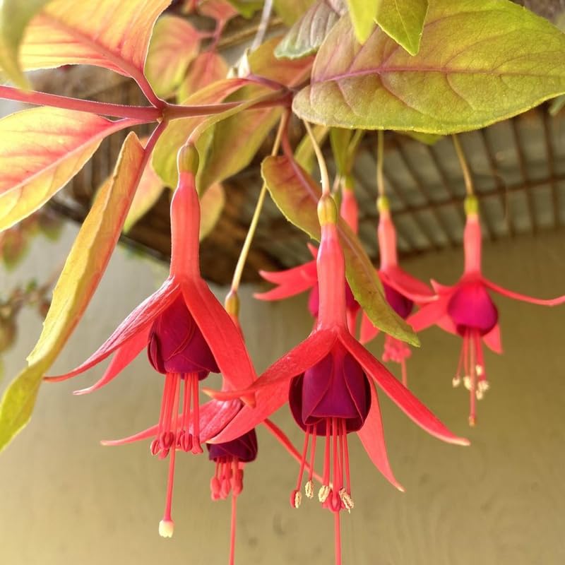 Autumn Fuchsia Plant Live in 5-Inch Pot, Hanging Basket Flower, Hardy Fuchsia Vine for Shade Gardens, USDA Zones 8-11