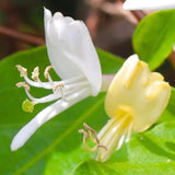 Set of 2 Honeysuckle Vine Live Plants for Trellis, or Fence, 6 Inches Tall, Climbing Flowering Vine Starters for Outdoor Garden, No Pot