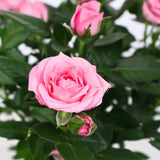 Pink Mini Rose Plant Live, Miniature Rose Bush in 3" Pot, Indoor Outdoor Flowering Plant, Compact Live Rose for Gifts and Gardens