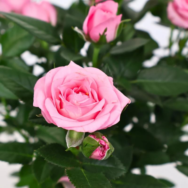 Pink Mini Rose Plant Live, Miniature Rose Bush in 3" Pot, Indoor Outdoor Flowering Plant, Compact Live Rose for Gifts and Gardens